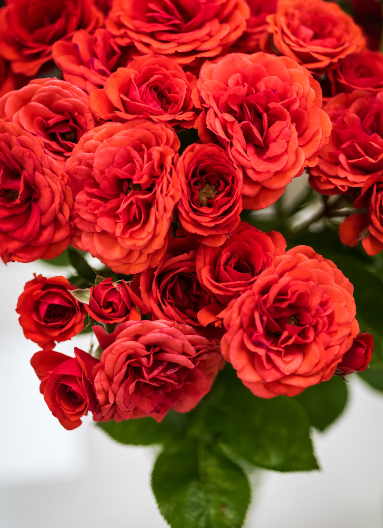 Rose Show